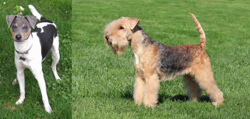 Lakeland Terrier vs Brazilian Terrier - Breed Comparison