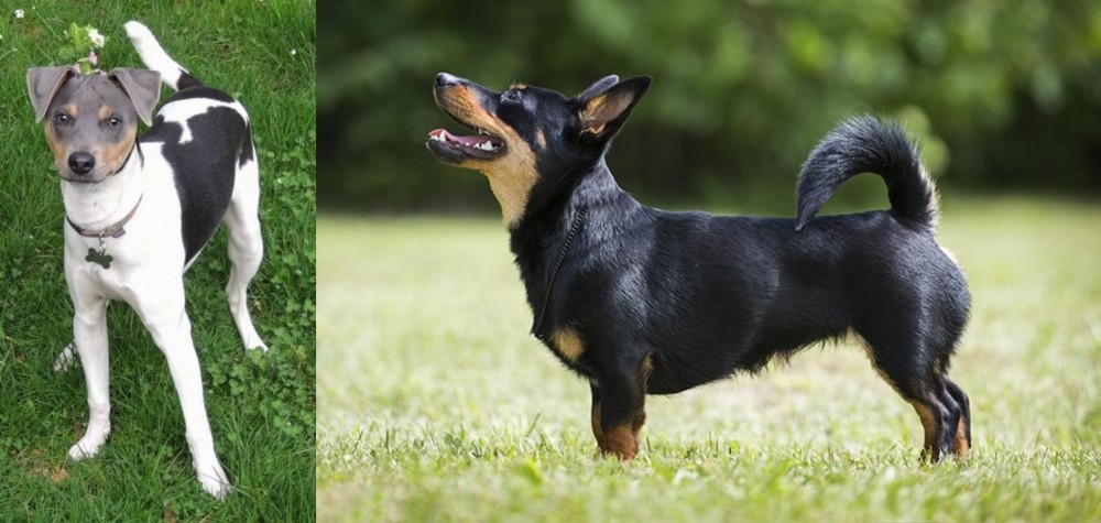 Lancashire Heeler vs Brazilian Terrier - Breed Comparison