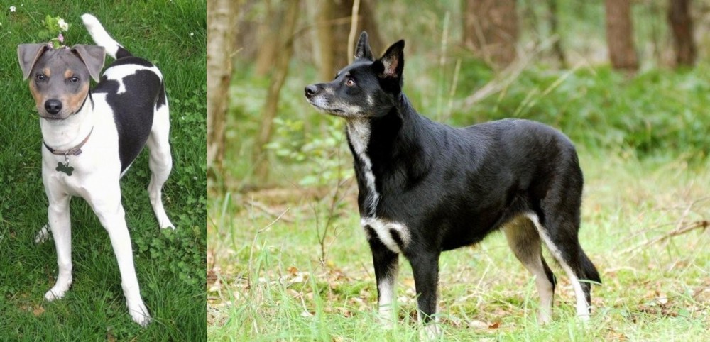 Lapponian Herder vs Brazilian Terrier - Breed Comparison