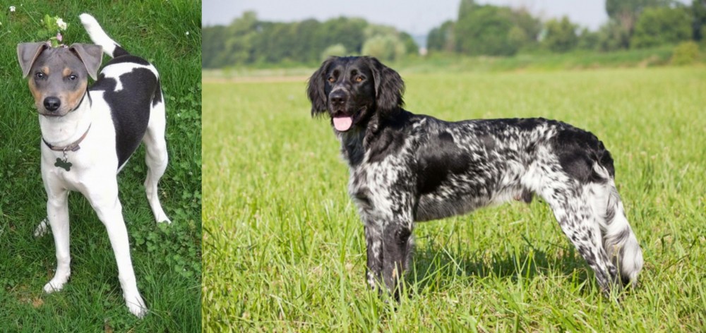 Large Munsterlander vs Brazilian Terrier - Breed Comparison