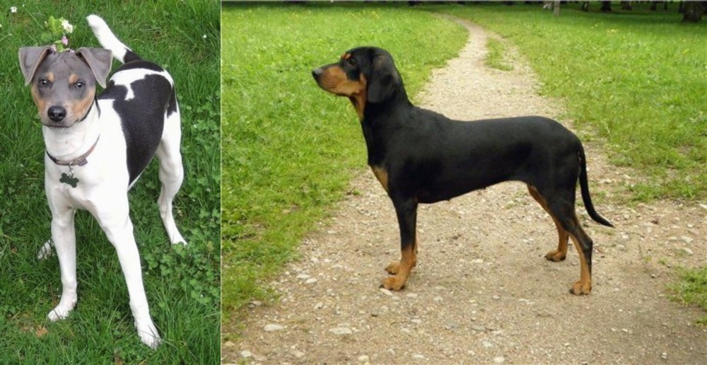 Latvian Hound vs Brazilian Terrier - Breed Comparison