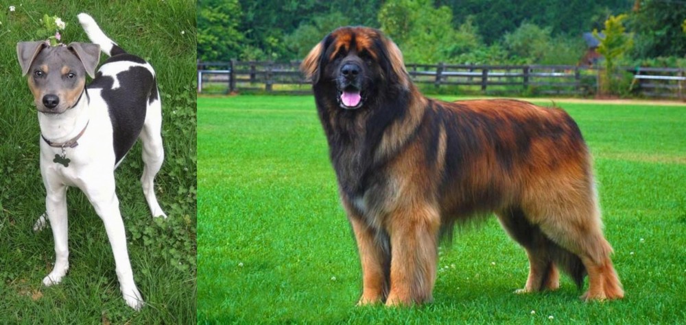 Leonberger vs Brazilian Terrier - Breed Comparison