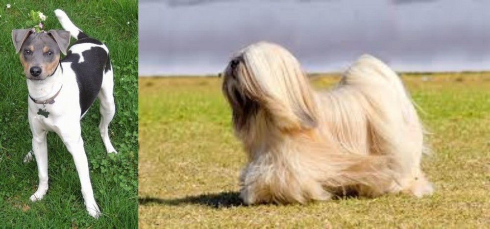 Lhasa Apso vs Brazilian Terrier - Breed Comparison