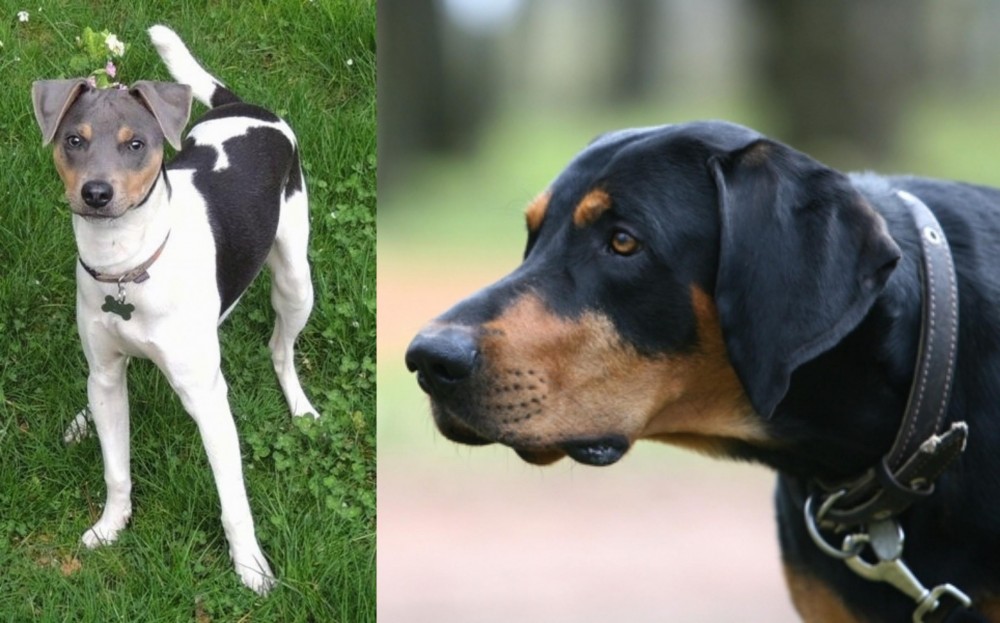 Lithuanian Hound vs Brazilian Terrier - Breed Comparison