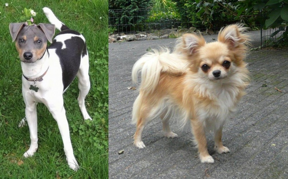 Long Haired Chihuahua vs Brazilian Terrier - Breed Comparison