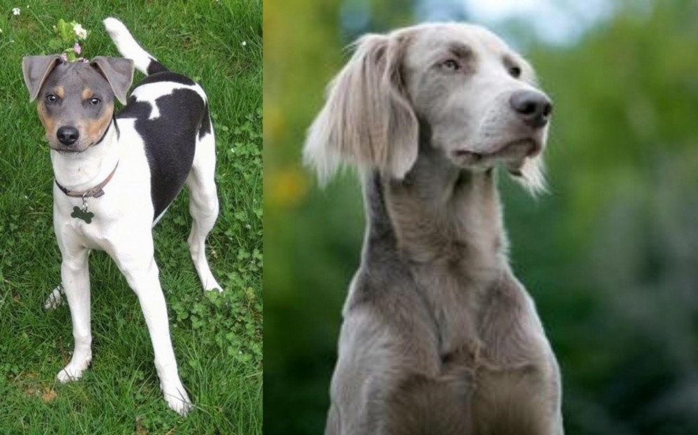 Longhaired Weimaraner vs Brazilian Terrier - Breed Comparison