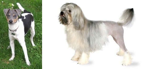 Lowchen vs Brazilian Terrier - Breed Comparison