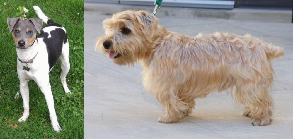 Lucas Terrier vs Brazilian Terrier - Breed Comparison