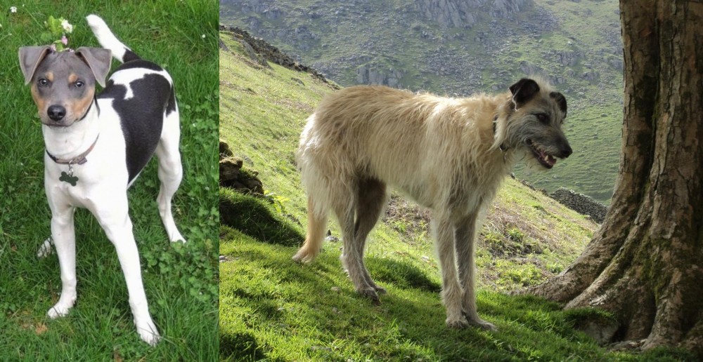 Lurcher vs Brazilian Terrier - Breed Comparison