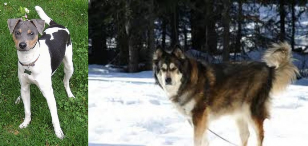Mackenzie River Husky vs Brazilian Terrier - Breed Comparison