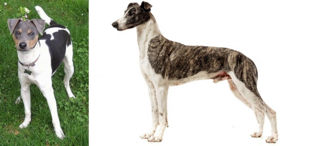 Magyar Agar vs Brazilian Terrier - Breed Comparison