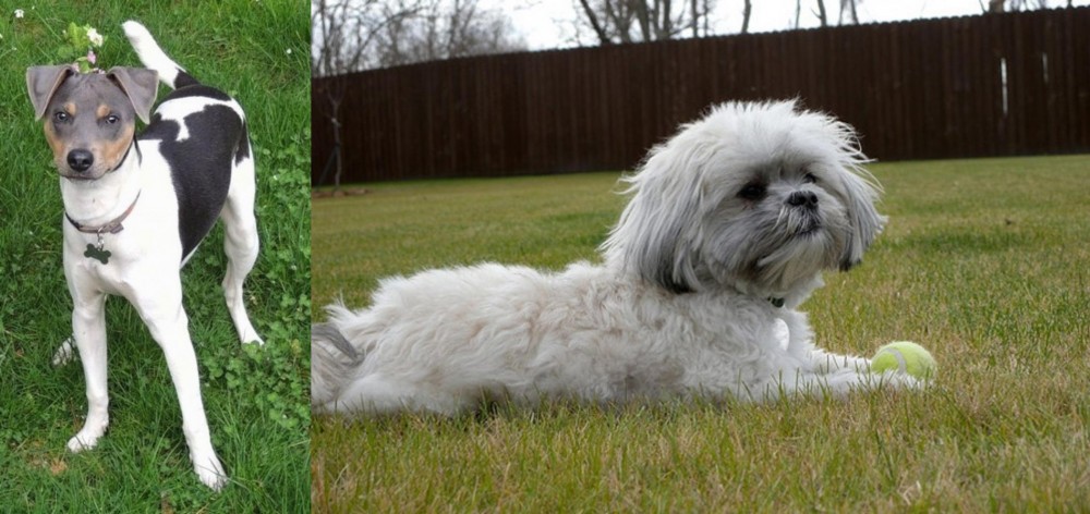 Mal-Shi vs Brazilian Terrier - Breed Comparison