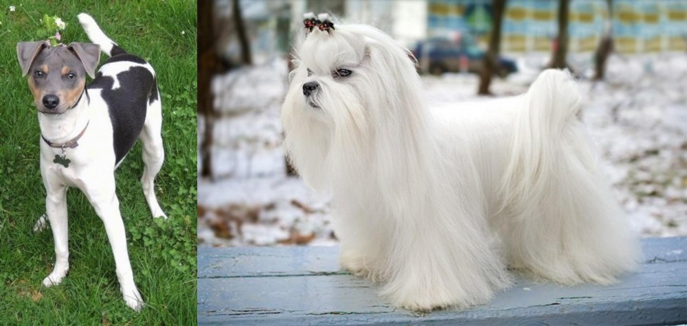 Maltese vs Brazilian Terrier - Breed Comparison