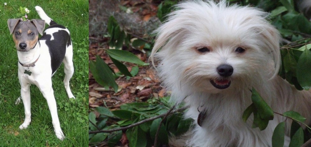Malti-Pom vs Brazilian Terrier - Breed Comparison