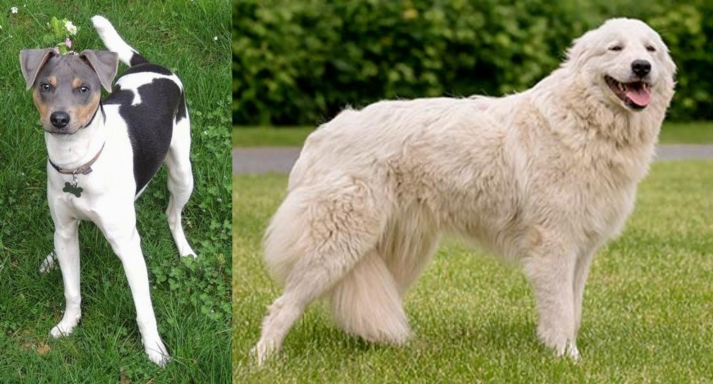 Maremma Sheepdog vs Brazilian Terrier - Breed Comparison
