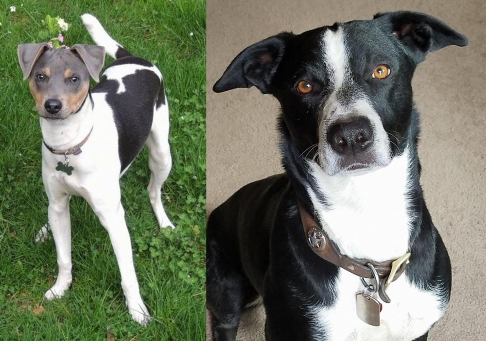 McNab vs Brazilian Terrier - Breed Comparison