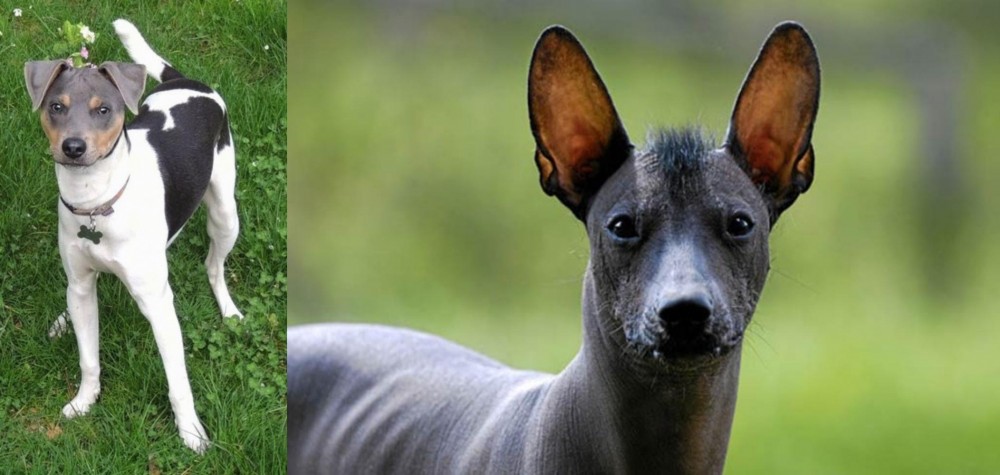 Mexican Hairless vs Brazilian Terrier - Breed Comparison