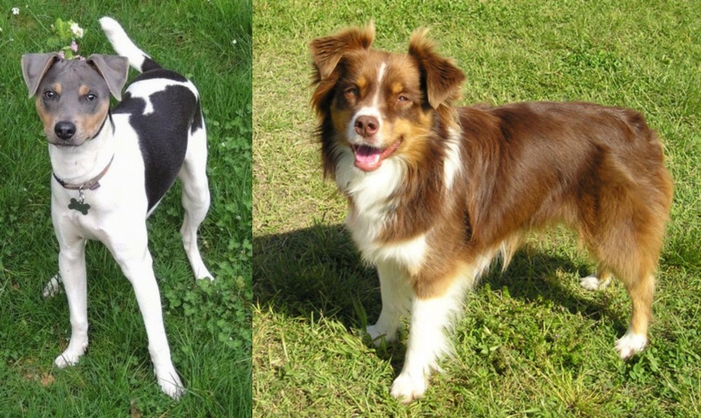 Miniature Australian Shepherd vs Brazilian Terrier - Breed Comparison