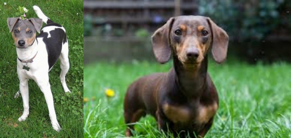 Miniature Dachshund vs Brazilian Terrier - Breed Comparison