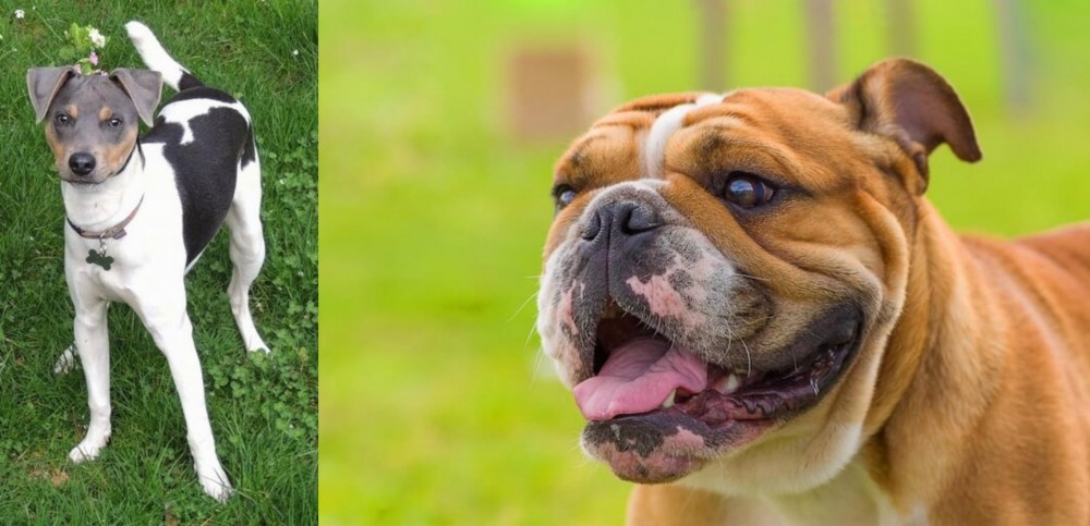 Miniature English Bulldog vs Brazilian Terrier - Breed Comparison