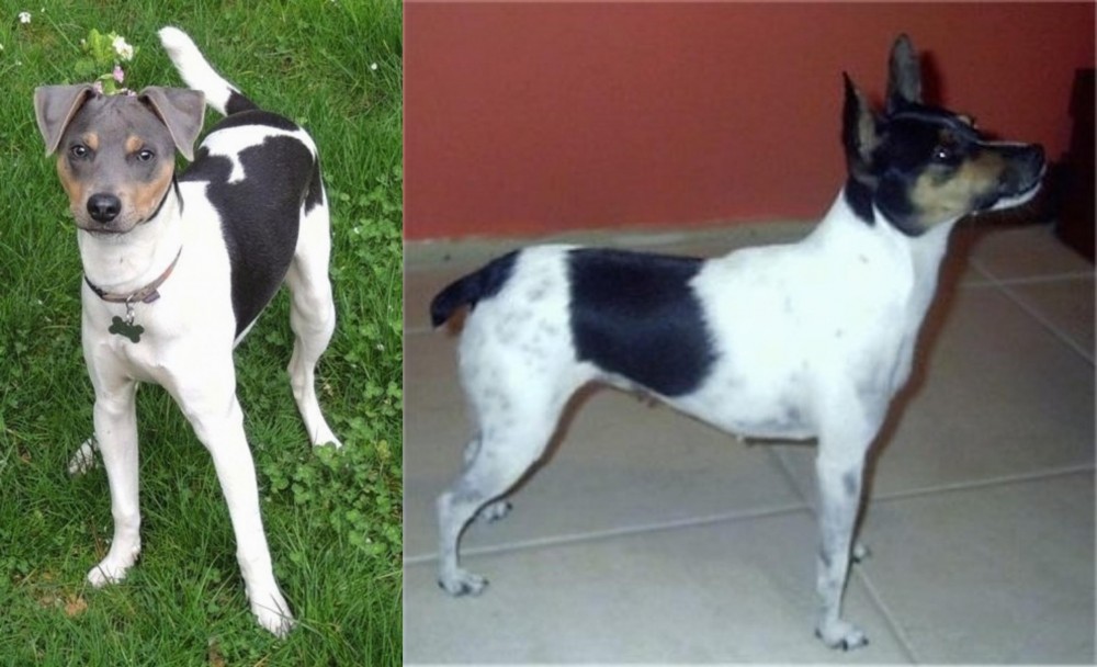 Miniature Fox Terrier vs Brazilian Terrier - Breed Comparison
