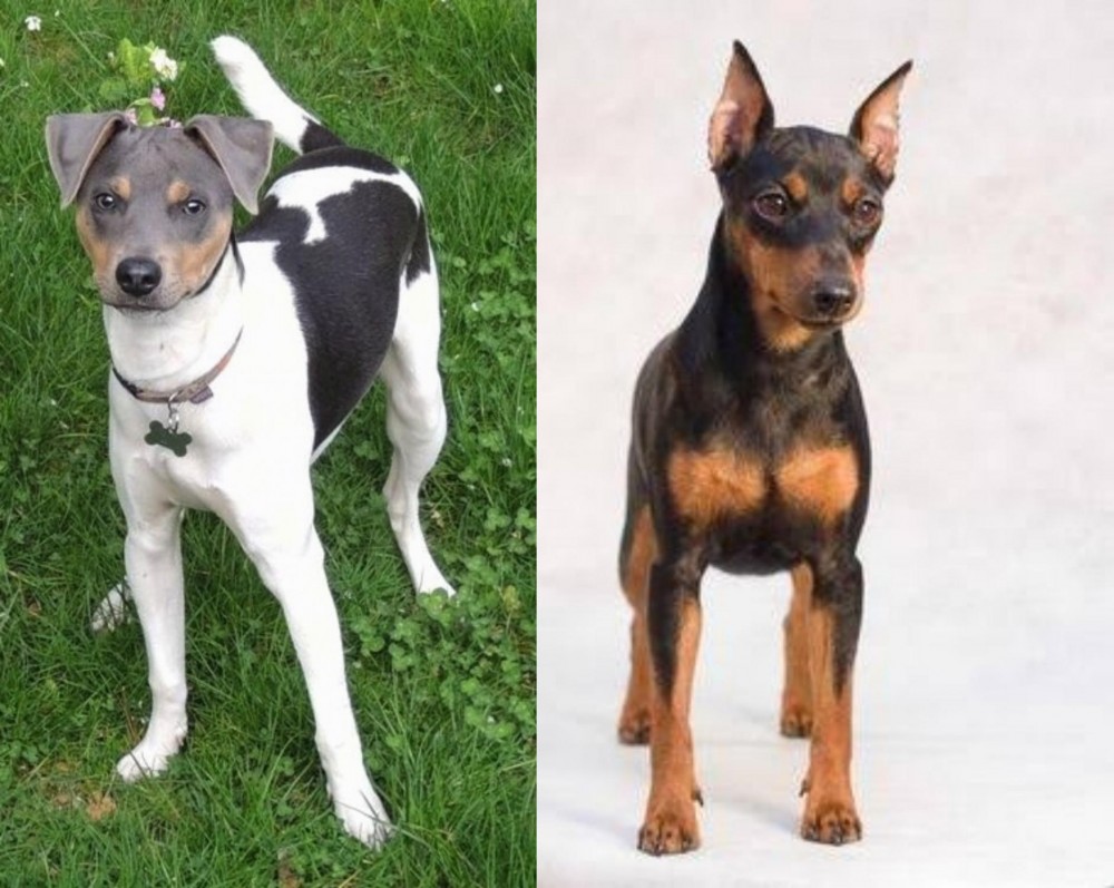 Miniature Pinscher vs Brazilian Terrier - Breed Comparison