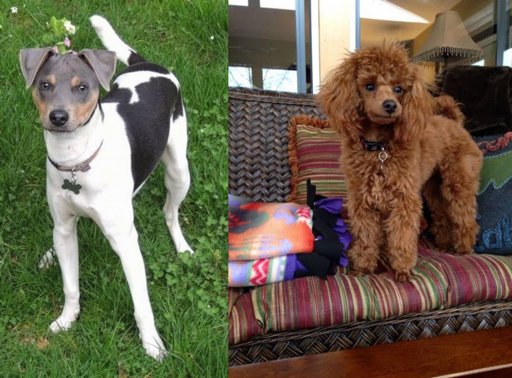 Miniature Poodle vs Brazilian Terrier - Breed Comparison