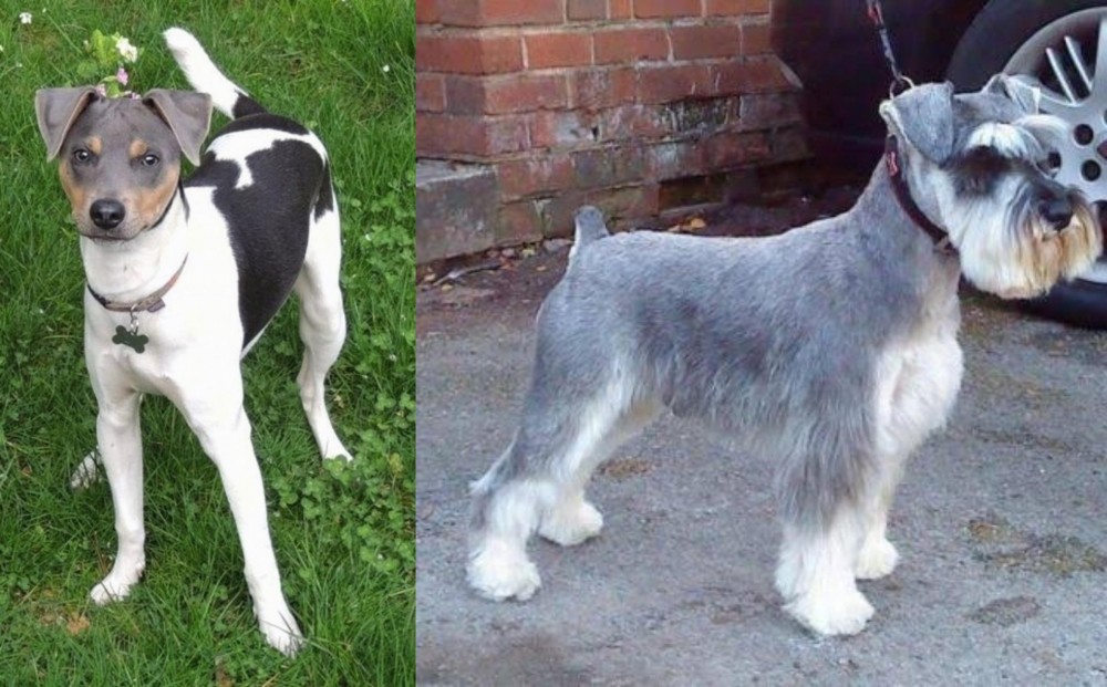 Miniature Schnauzer vs Brazilian Terrier - Breed Comparison