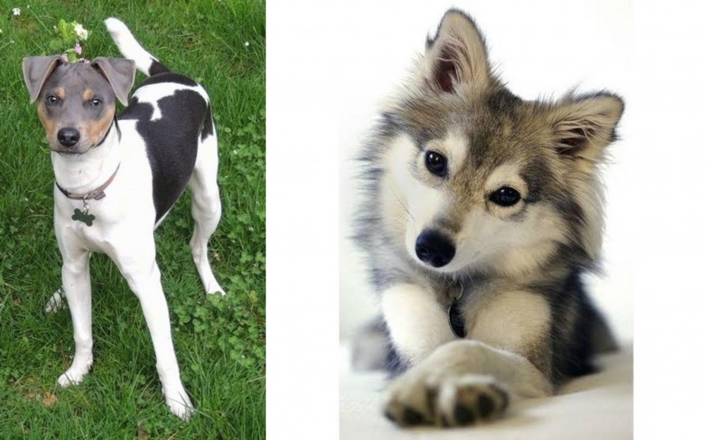 Miniature Siberian Husky vs Brazilian Terrier - Breed Comparison