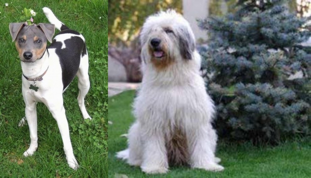 Mioritic Sheepdog vs Brazilian Terrier - Breed Comparison
