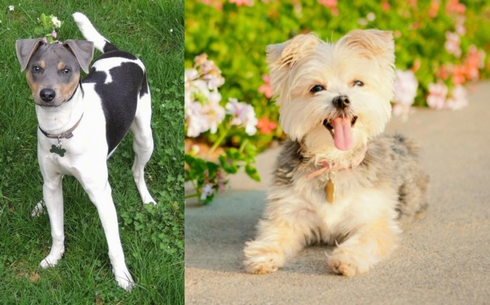 Morkie vs Brazilian Terrier - Breed Comparison