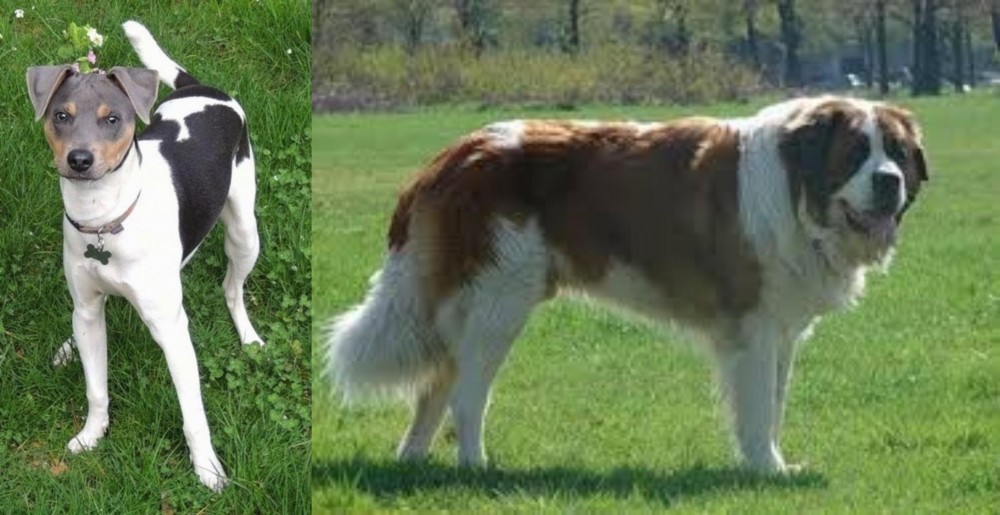Moscow Watchdog vs Brazilian Terrier - Breed Comparison