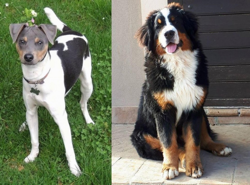 Mountain Burmese vs Brazilian Terrier - Breed Comparison
