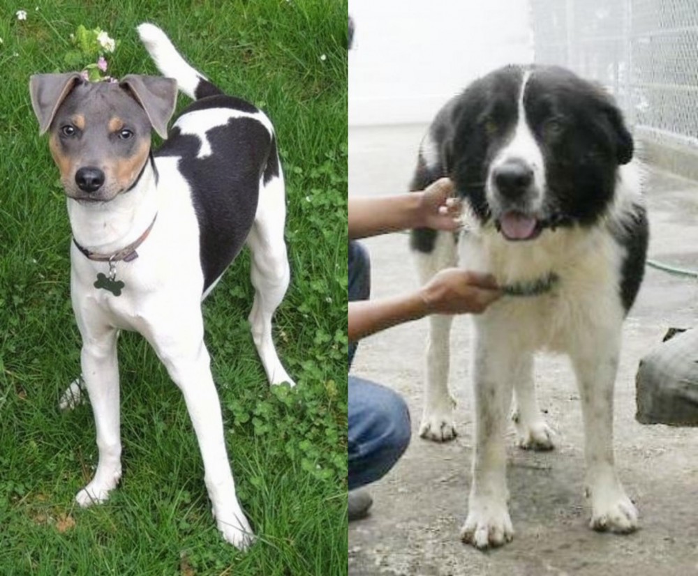 Mucuchies vs Brazilian Terrier - Breed Comparison