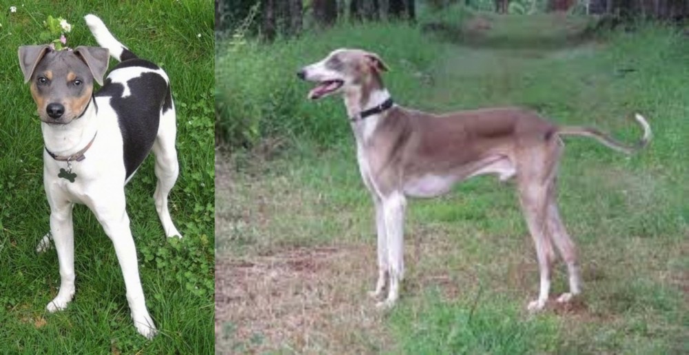 Mudhol Hound vs Brazilian Terrier - Breed Comparison