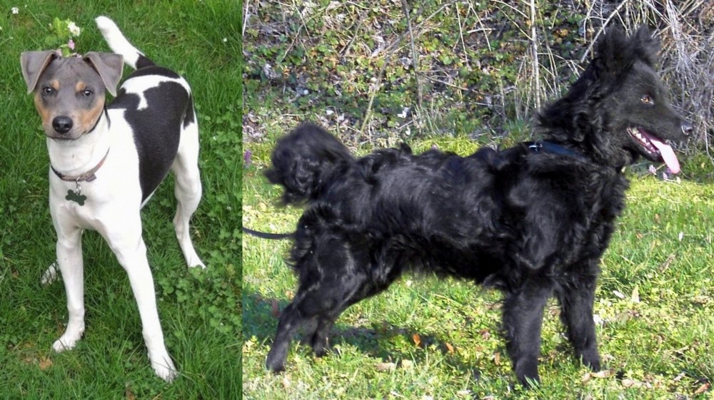 Mudi vs Brazilian Terrier - Breed Comparison
