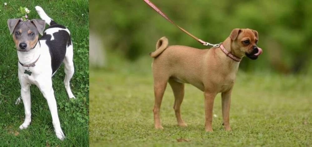 Muggin vs Brazilian Terrier - Breed Comparison