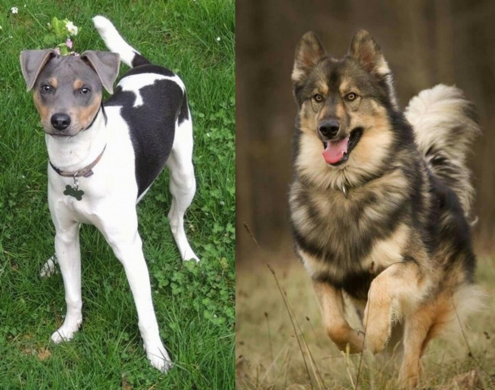 Native American Indian Dog vs Brazilian Terrier - Breed Comparison