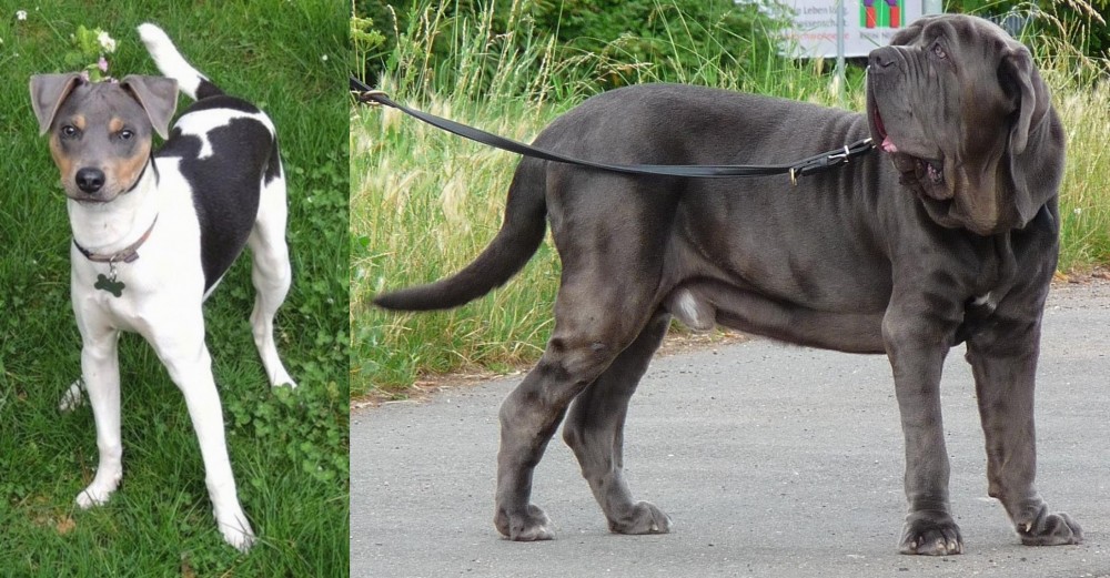 Neapolitan Mastiff vs Brazilian Terrier - Breed Comparison