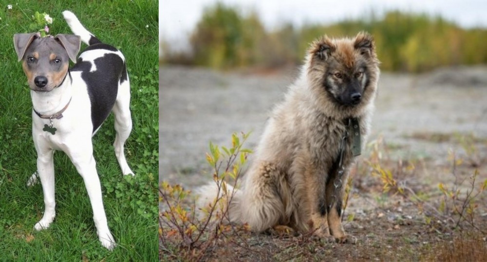 Nenets Herding Laika vs Brazilian Terrier - Breed Comparison