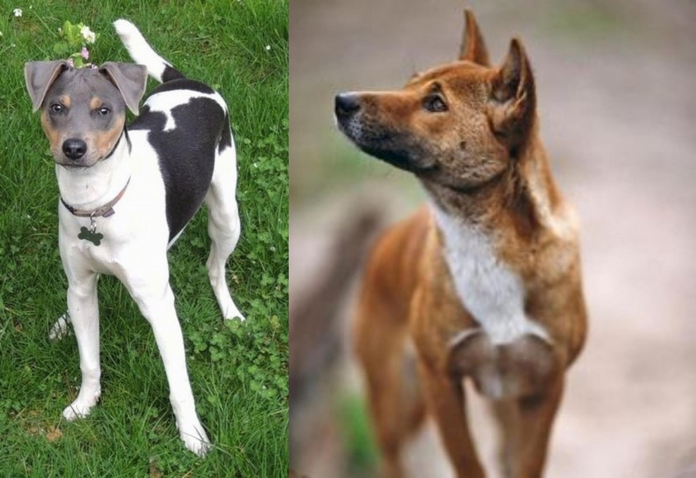 New Guinea Singing Dog vs Brazilian Terrier - Breed Comparison