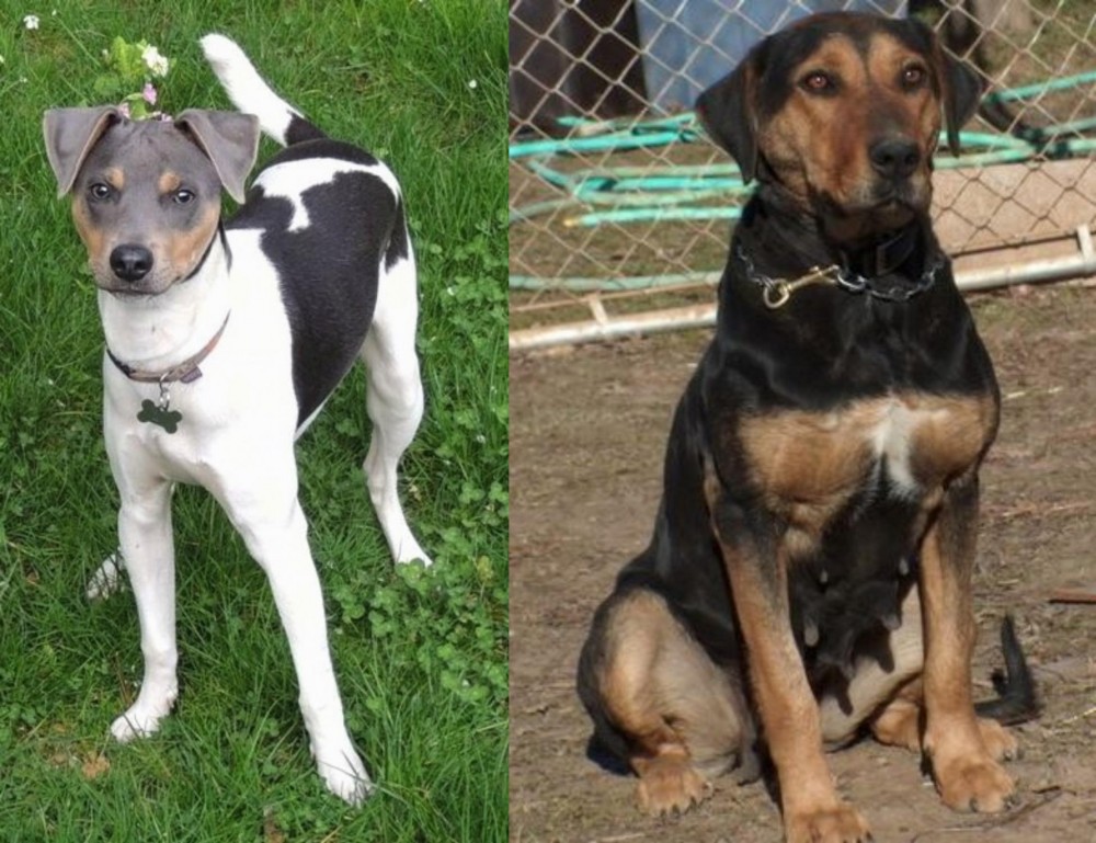 New Zealand Huntaway vs Brazilian Terrier - Breed Comparison