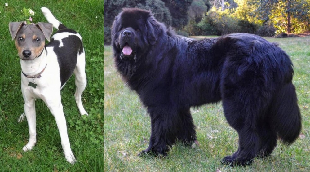 Newfoundland Dog vs Brazilian Terrier - Breed Comparison