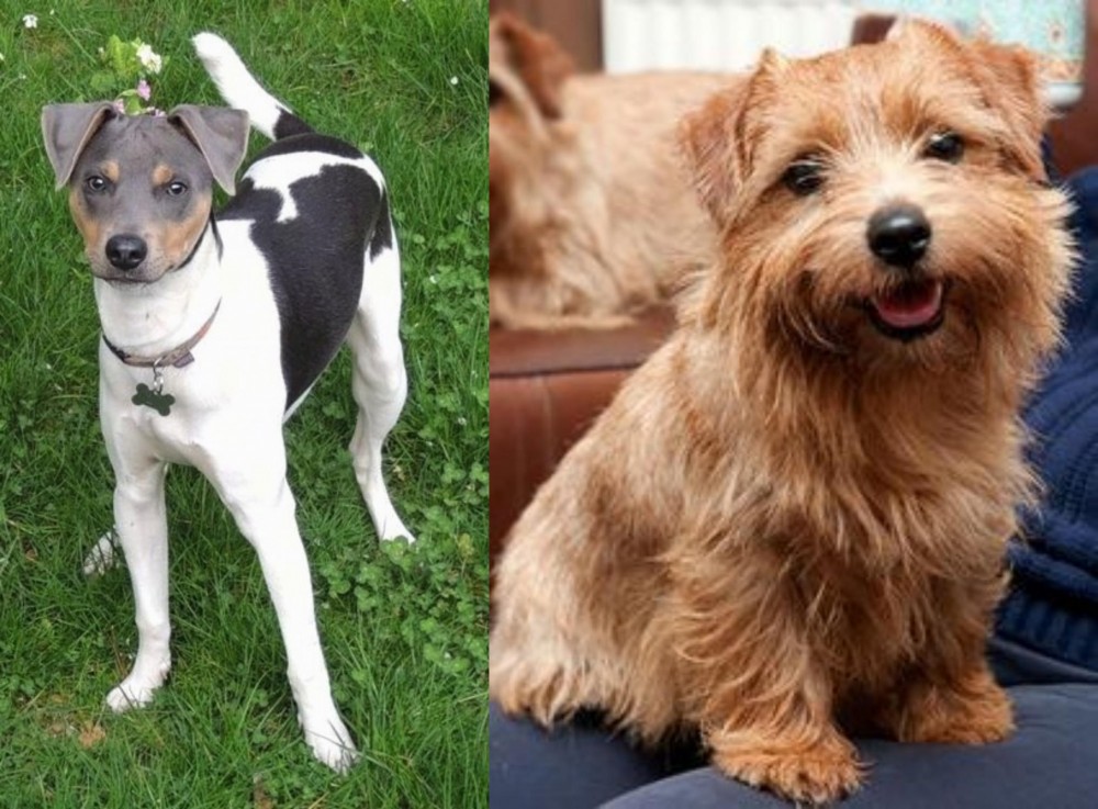 Norfolk Terrier vs Brazilian Terrier - Breed Comparison