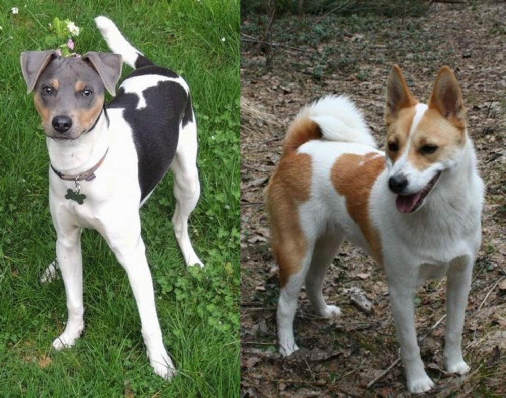 Norrbottenspets vs Brazilian Terrier - Breed Comparison