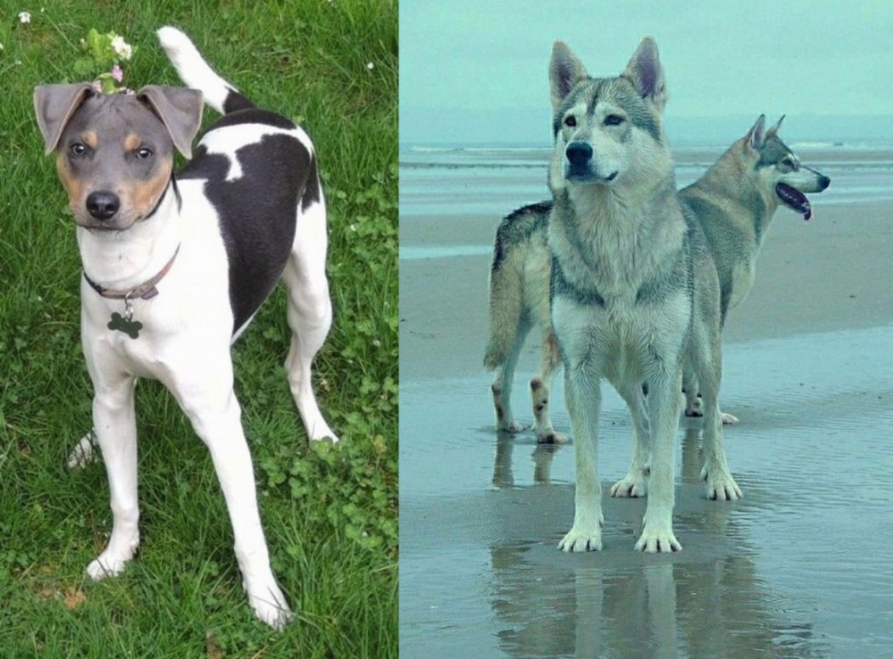 Northern Inuit Dog vs Brazilian Terrier - Breed Comparison