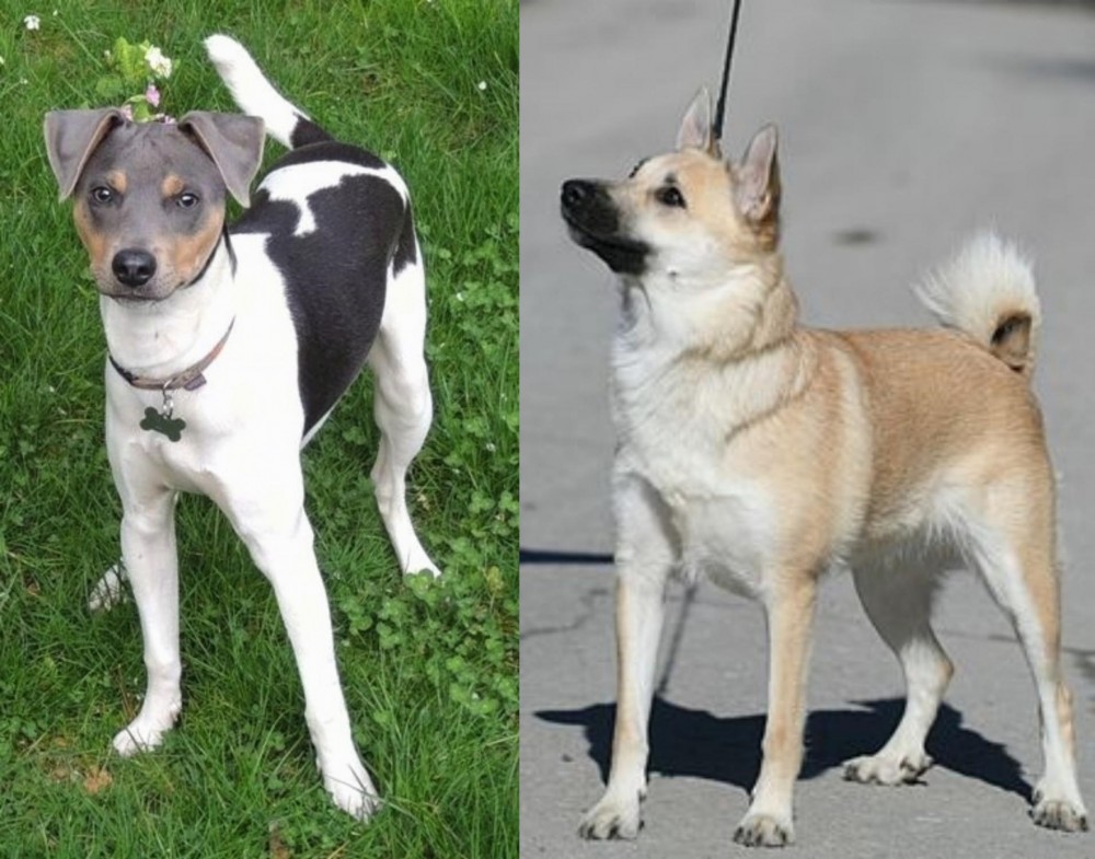 Norwegian Buhund vs Brazilian Terrier - Breed Comparison