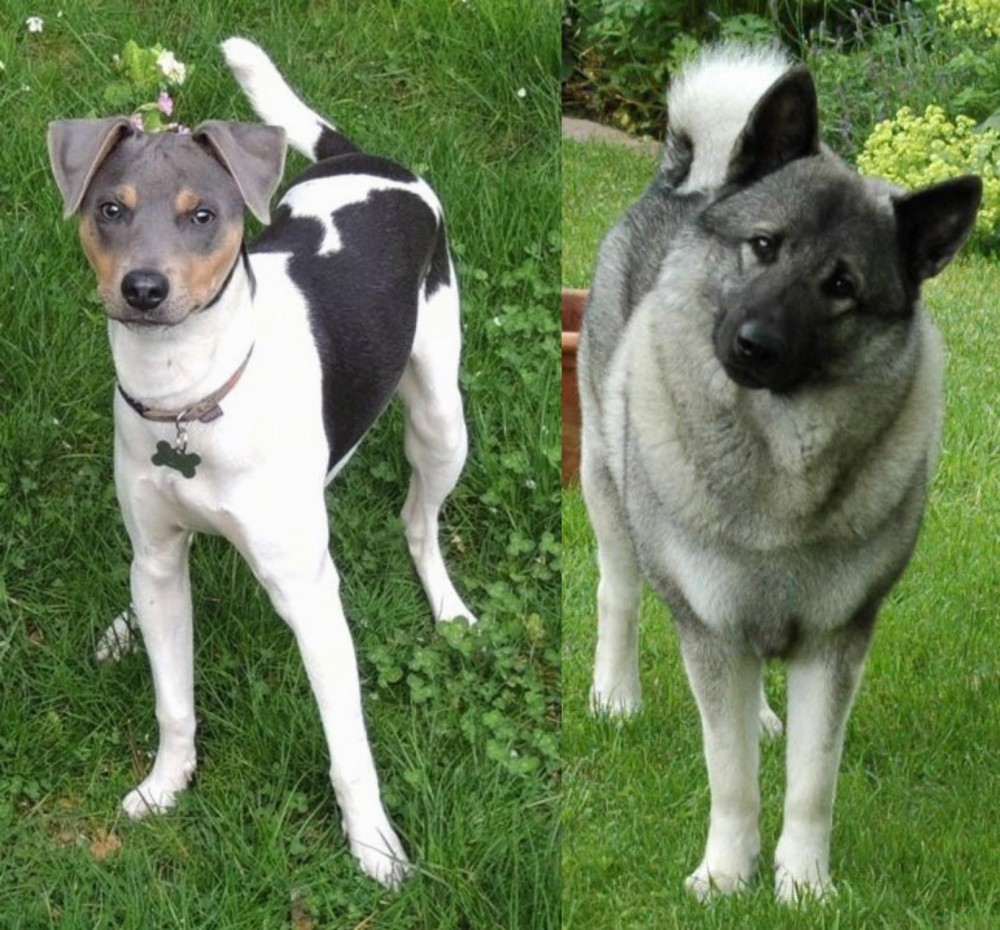 Norwegian Elkhound vs Brazilian Terrier - Breed Comparison