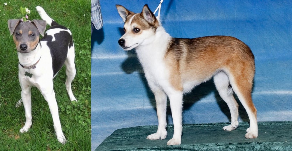 Norwegian Lundehund vs Brazilian Terrier - Breed Comparison