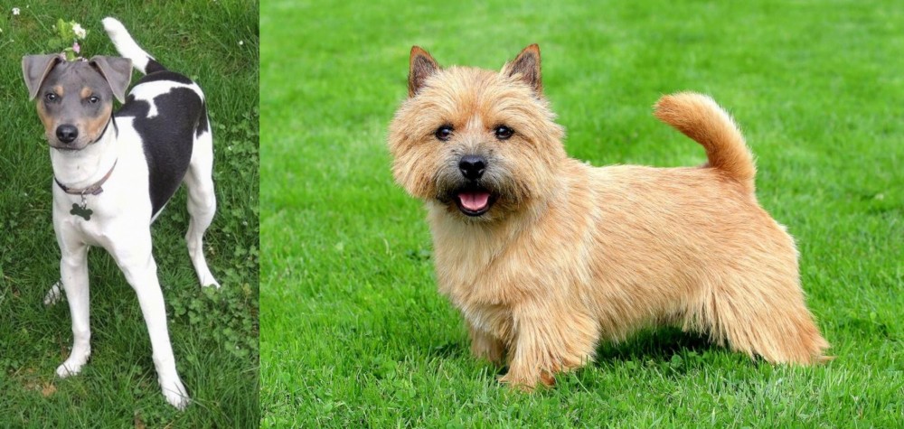 Norwich Terrier vs Brazilian Terrier - Breed Comparison